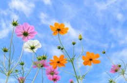 Hen suyễn có đang ảnh hưởng đến cuộc sống của bạn?